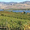 Photo by Rick BramanGroups such as the Lake Osoyoos Association and the Osoyoos Water Quality Society are working to preserve the water quality in Lake Osoyoos, viewed here from a vineyard in Oroville. The Lake Osoyoos Association recently heard there may