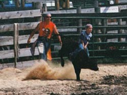 Seven-year-old Nick Taylor from Puyallup, Wash. tries his hand at calf riding. Taylor hung on while his calf shot like a rocket from the shoot. Taylor got a dollar for his ride. He was one of several youngsters who rode a calf last Saturday during the Che