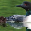 The common loon of Washington State will be the topic of the Highlands Wonders presentation by Daniel and Virginia Poleschook at the Tonasket Community Cultural Center the first Friday in May. Photo courtesy of Daniel and Virginia Poleschook