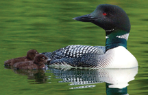 The common loon of Washington State will be the topic of the Highlands Wonders presentation by Daniel and Virginia Poleschook at the Tonasket Community Cultural Center the first Friday in May. Photo courtesy of Daniel and Virginia Poleschook