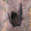 Little brown bat (Myotis lucifigus) as photographed by Roger Christophersen, who will be talking about bats at the Highlands Wonders presentation at the Tonasket Community Cultural Center this Friday.