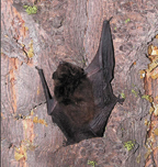 Little brown bat (Myotis lucifigus) as photographed by Roger Christophersen, who will be talking about bats at the Highlands Wonders presentation at the Tonasket Community Cultural Center this Friday.