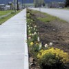 Oroville High School senior Leo Delgado proposed installing irrigation to water the plants and flowers along the Pedestrian Project sidewalk on the south end of town. The drip irrigation would be placed under bark and the pipe would have to cross undernea