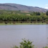 Cows graze on a bit of dry land surrounded by the flood waters of the Okanogan between Oroville and Tonasket last Thursday afternoon. Photo by Brent Baker