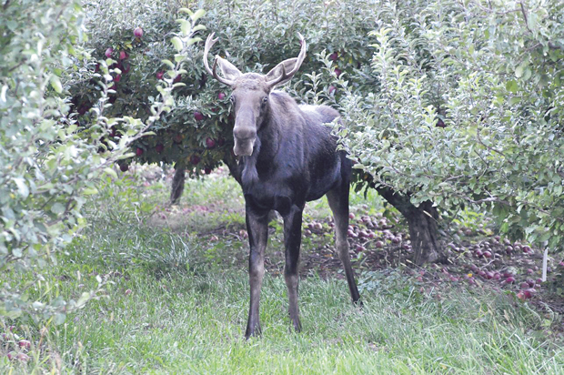 Bruce Thornton photographed this moose munching on apples near his family home south of Oroville. Thornton said the moose not only was eating the apples, but trying to eat the trees as well. Moose have been reported in several locations around the north county, as well as an increase in the elk sightings in the highlands. Bruce Thornton/submitted photo