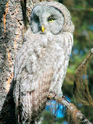 The Great Gray Owl will be the topic of an Okanogan Highlands Association Highland Wonders presentation at the Community Cultural Center of Tonasket on Friday, Nov. 7.Lee Johnson/submitted photo