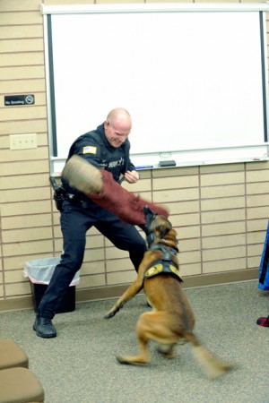 Okanogan County Sheriff’s Deputy Terry Shrable plays “bad guy” to demonstrate K-9 Basco’s ability to subdue a suspect and hold him for law enforcement. Shrable  and Deputy Shane Jones appeared before the Oroville Council last Tuesday. They are looking for funding to purchase another Belgian Malinois Dog and training. This would bring the number of K-9s with the sheriff’s department to four, with the  new dog located in north Okanogan County.
