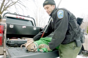 Officer Troy McCormick with Washington State Fish and Wildlife wraps cougar number 3 in warm towels and blankets after being found in the river after it was darted. WDFW/submitted photo