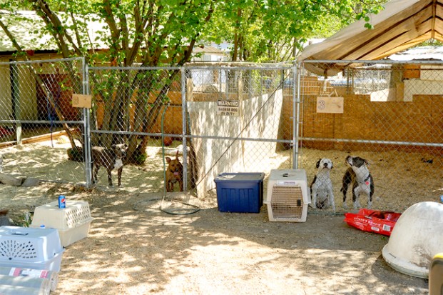 All of the dogs at the N.O. Paws Left Behind animal rescue shelter are brought indoors after 8 p.m. and are let out again the next morning a 6 p.m. when they get fed and exercised. The shelter has about seven regular volunteers that help Carol Richards manage as many as 60 dog at a time.