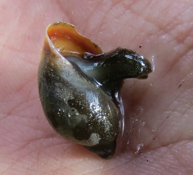 Julie Ashmore/submitted photo A type of Physidae snail from Myers Creek near Chesaw.