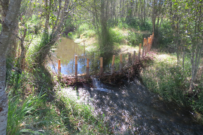 Beaver dam analogues mimic the structure and function of natural beaver dams, slowing the water down and backing it up. Submitted photos