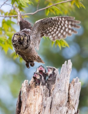 Photo by Paul Bannick A female Northern Hawk Owl flies from the nest after delivery prey to her 2 week-old nestlings.  At this time they are insatiable and continue to beg immediately after being fed.
