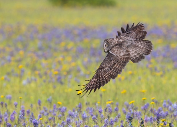 Photo by Paul Bannick A Great Gray Owl flies low over a mountain meadow in the Canadian Rockies where it is hunting pocket gophers and voles.