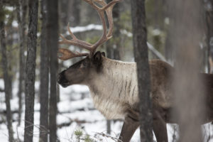 Fewer than 15 caribou remain in the herd that crosses back and forth between the United States and Canada in the Pacific Northwest.