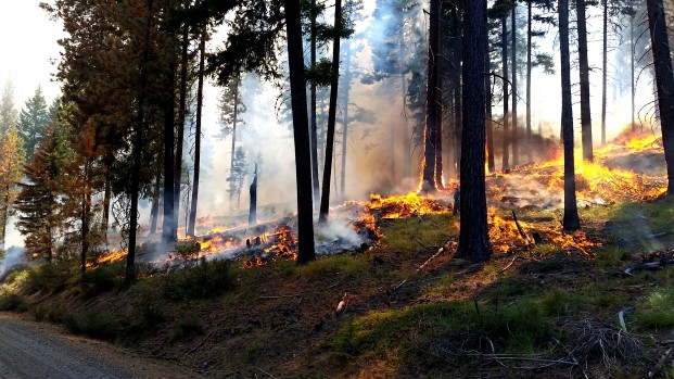 USFS-Jason Emhoff/submitted photo Prescribed fire helps restore the forest and remove unhealthy woody fuel build-up near Naches, WA in 2016.USFS/ Jason Emhoff