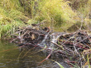 Beaver dam in Myers Creek north of Chesaw.