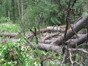 A tangle of toppled trees following Monday, June 25 morning’s windstorm.