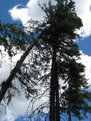 US Forest Service/submitted photo Overhead hazards from broken treetops that haven’t yet fallen, and from trees “hung-up”, or leaning against other trees remain a concern.