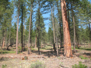 USFS Photo/Paul Nash A stand of Ponderosa pine above Winthrop, WA stands on a track toward health and reduced crown fire risk after commercial thinning operations in 2012. Similar work is planned in some of the Mission Project area. 