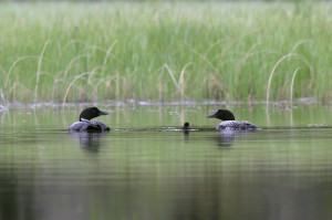 A loon family on Lost Lake in the Okanogan Highlands. Ginger & Dan Poleschook.submitted photo