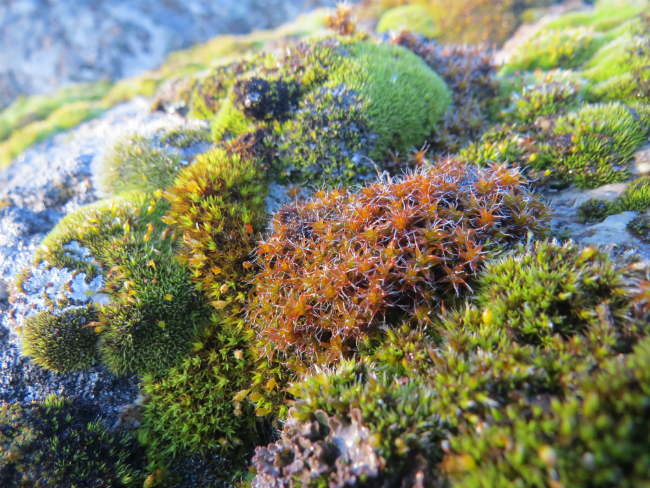 Julie Vanderwal/submitted photos  A diverse mosaic of moss species awakens from dormancy when snowmelt runs down a granite outcrop in early spring near Molson. 