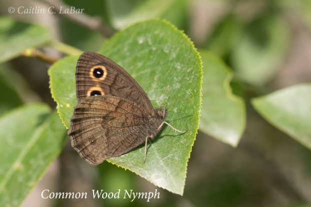 Caitlin LaBar/submitted photo Common Wood Nymph