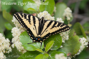 GT Swallowtail by Caitlin LaBar-14