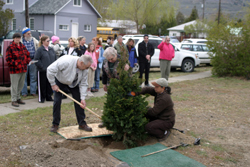 Photo by Gary DeVon                    Oroville Mayor Chuck Spieth, with help from Oroville Garden Club President Betty Bair and other club members, plants a Hinoki Cypress in ho