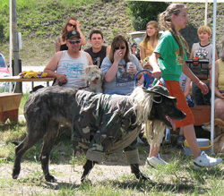 Photo by Amy Veneziano                &amp;nbsp;&amp;nbsp;&amp;nbsp; This mutt won Best Dressed for under 12 (the girl is under 12). It's an Irish Wolfhound. Wearing fatigues and