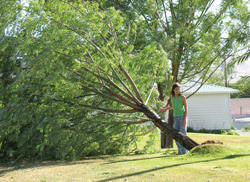 Photo by Amy Veneziano        &amp;nbsp;&amp;nbsp;&amp;nbsp; Checking out the damage was an exciting adventure for some local kids, who found this tree behind the EMS building in Tonasket.