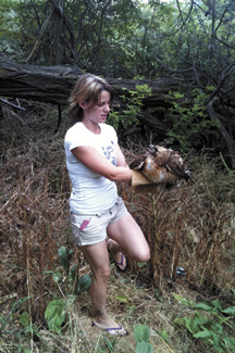 2450a Lisa Lindsay capturing an ill red-tailed hawk.