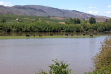 Cows graze on a bit of dry land surrounded by the flood waters of the Okanogan between Oroville and Tonasket last Thursday afternoon. Photo by Brent Baker