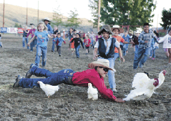 The kids' chicken "race" is one of the most popular events at the Founders Day Rodeo