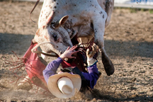 Cheyne Olney gets up close and personal with  his Round 2 partner on Saturday night. Olney  ended up as the Founder's Day Rodeo top  money-earner for the weekend. Brent Baker / staff photo