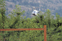 2693a A helicopter from RJ Helicopters hovers over a cherry orchard off Sawtell Rd. in an effort to dry off one of the many rains that have hit the valley this summer. There is always a danger the fruit will split after a rain followed by a heat cycle so grower