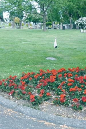 A spade and ribbon mark Hiram the location of "Okanogan" Smith's grave in Seattle's Lake View Cemetery. The exact location of Smith's final resting place had been a mystery for more than a century.