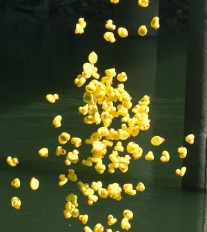 Duck-Race-dump-closeup-35