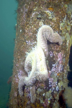 Laura-James-Starfish-24