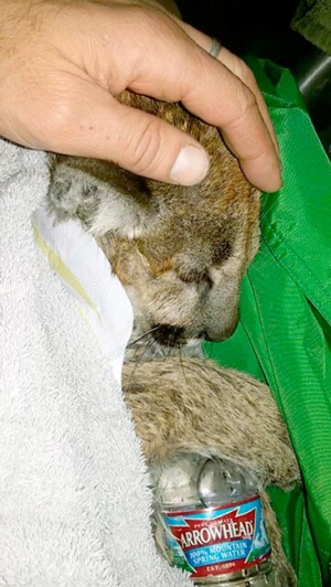 Cougar number three is warmed with blankets and  towels, as well as a heated water bottle.  WDFW photo
