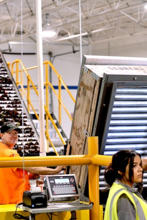 in addition, bins of cherries from Gebbers Farms were also being loaded onto the line. Gary DeVon/staff photo