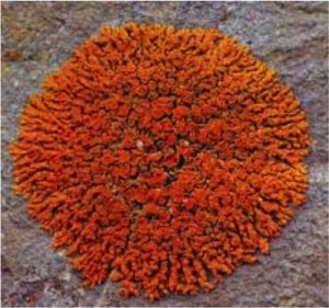 Photo byJack Massie Xanthoria elagans.