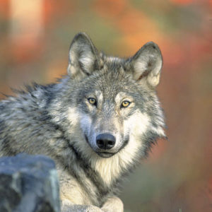 P-Wolf_USFWS
