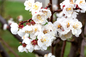 Laura Knowlton/staff photo Spring blossums mean harvest time can’t be far behind in the Okanogan Valley.