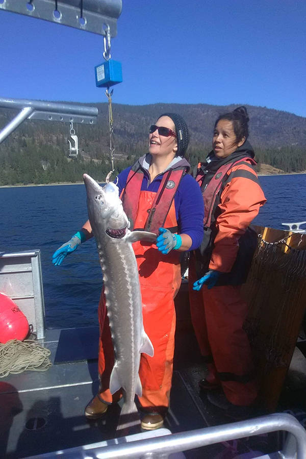 Fisheries staff weigh white sturgeon.