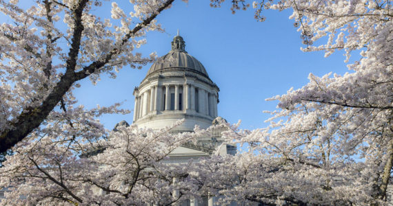 (Linda J. Smith) Cherry trees fully in bloom at the state capital in Olympia.
