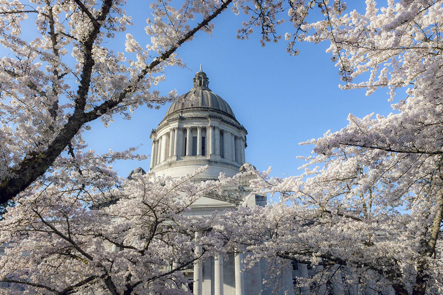 (Linda J. Smith) Cherry trees fully in bloom at the state capital in Olympia.