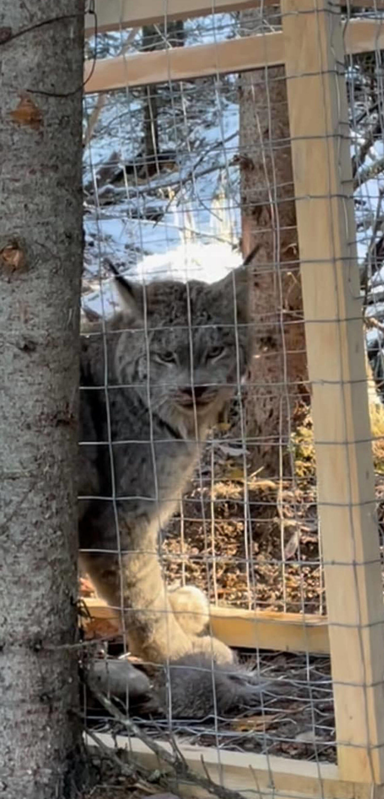 Submitted photo
A caged lynx caught in a live-trap.