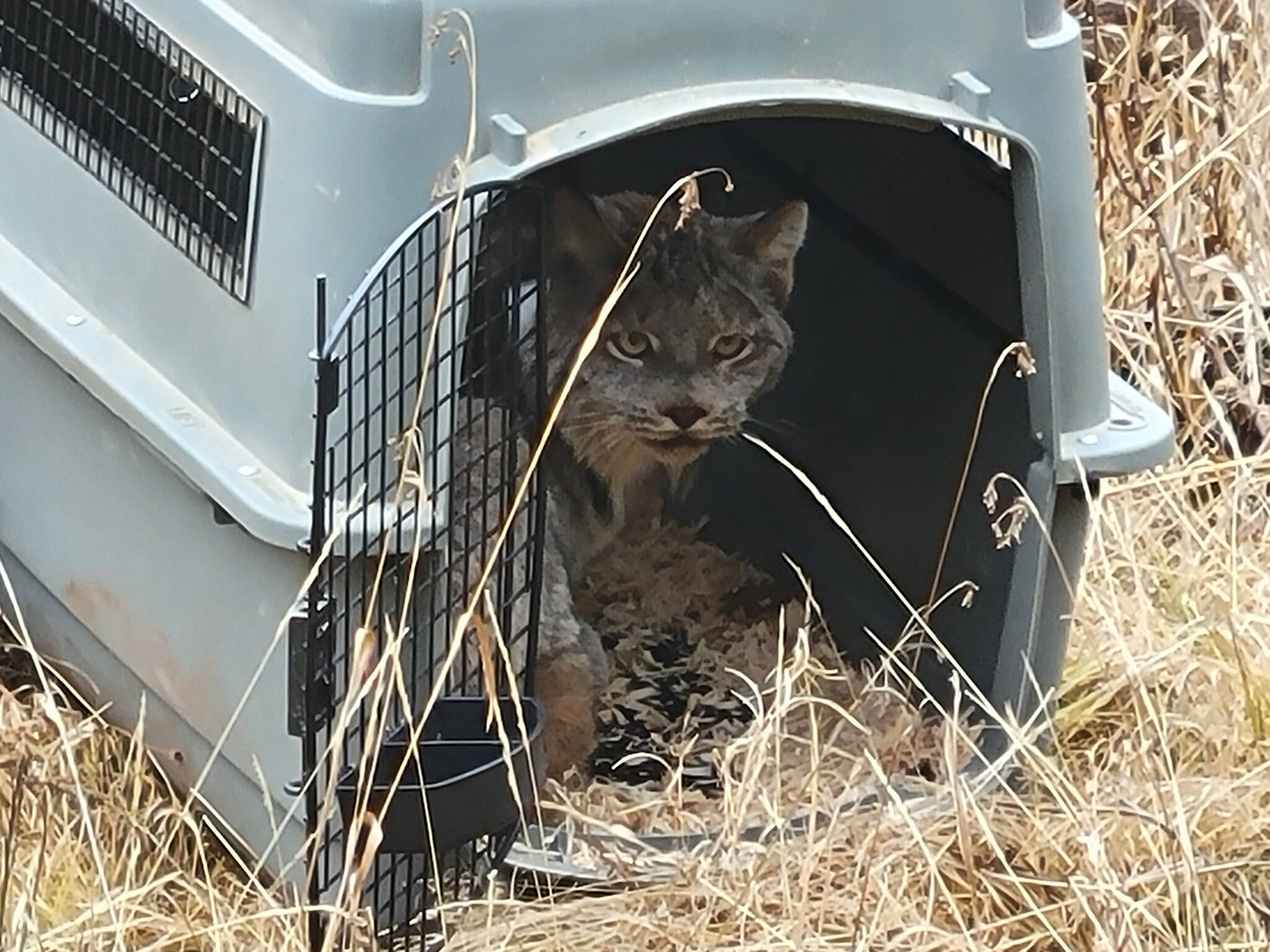 A lynx is transported in an ordinary pet carrier. It will be released onto the Colville Reservation after being relocated from BC, Canada. This is part of a program to reintroduce the lynx to the area.