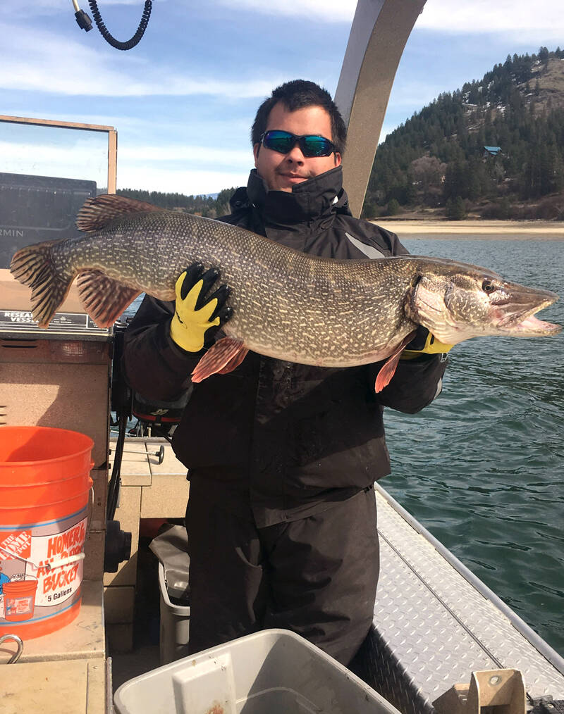 CCT/submitted photo
The Colville Confederated Tribes will pay anglers $10 for every pike head turned in at a designated drop off location through their Northern Pike Reward Program.