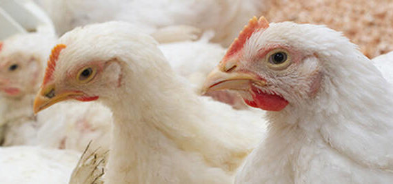 Poultry farm with chicken. Husbandry, housing business for the purpose of farming meat, White chicken Farming feed in indoor housing. Live chicken for meat and egg production inside a storage. <em>USDA photo </em>